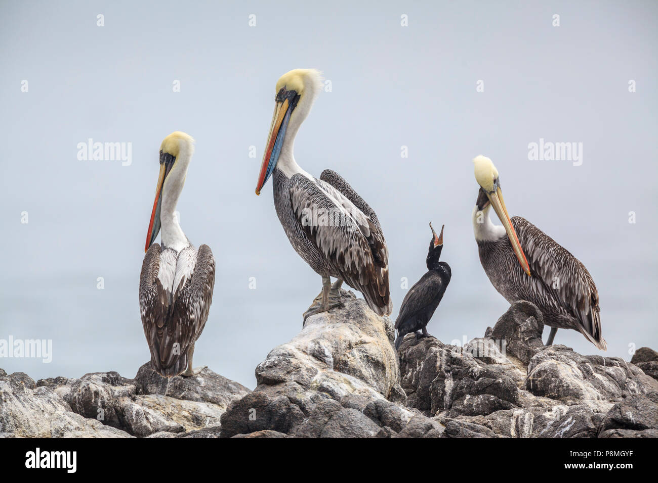 Groupe de trois pélicans péruviens et un cormoran sur un rocher Banque D'Images