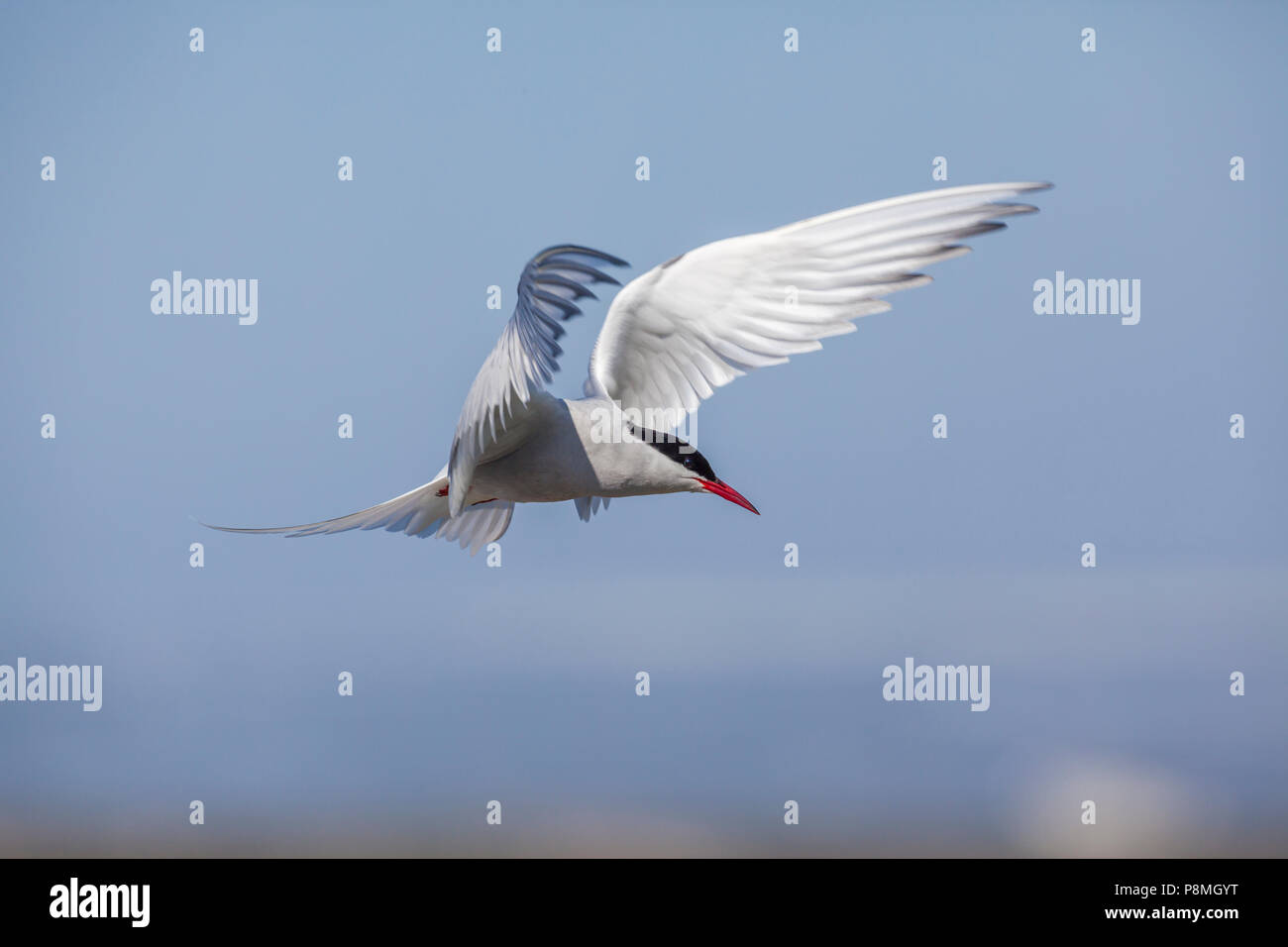 Sterne arctique (Sterna paradisea) en vol Banque D'Images