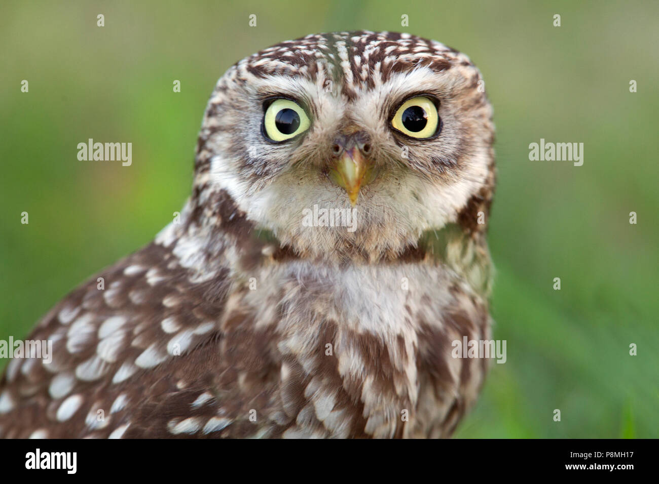 Close up petit hibou Banque D'Images