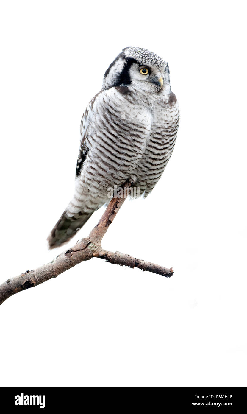 High-key image de Hawk-Owl (Surnia ulula), vagabond en 2013 Zwolle, Overijssel Banque D'Images