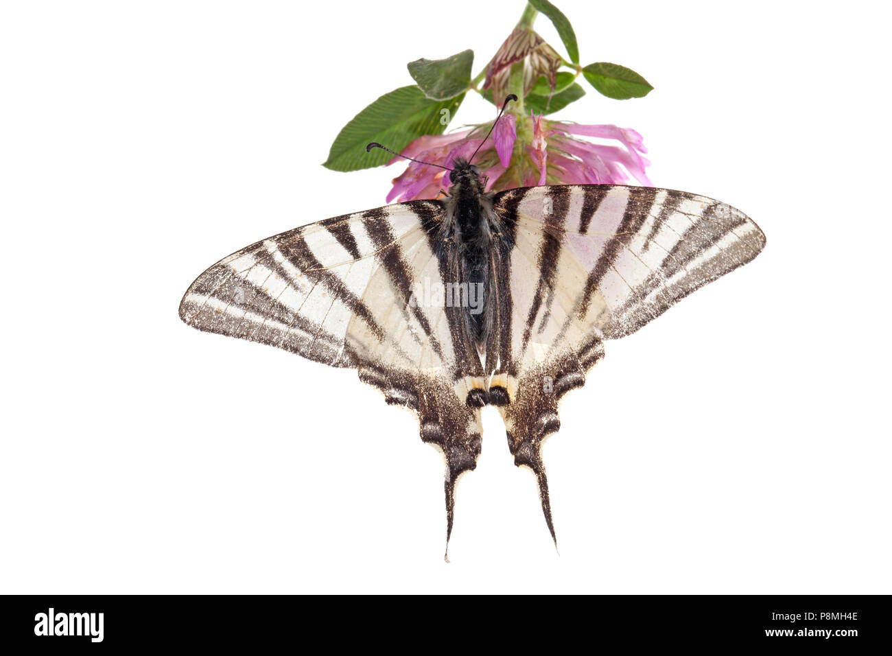 Machaon rare isolé sur fond blanc Banque D'Images