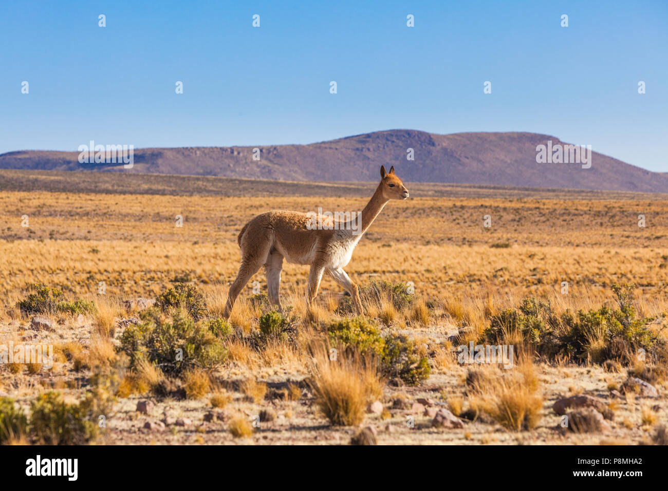 La vigogne (Vicugna vicugna) marcher sur l'Altiplano dans le Parc National Lauca Banque D'Images