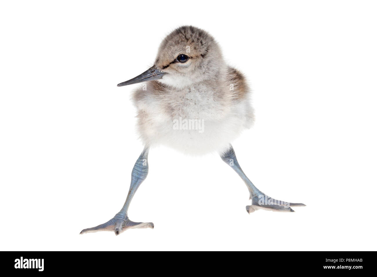 Avocette chick isolés contre un fond blanc Banque D'Images