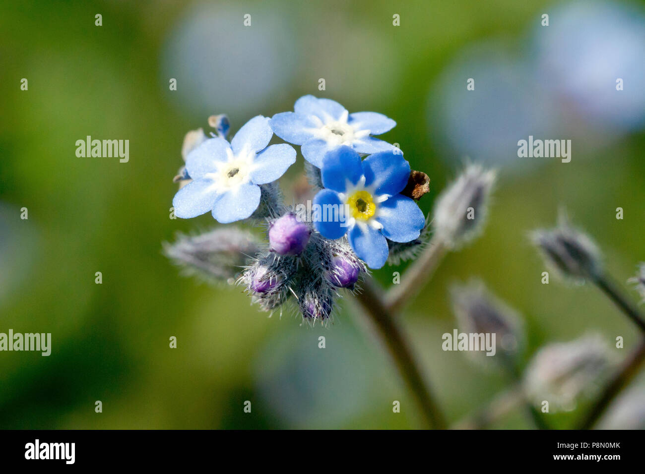 Domaine Forget-me-not (myosotis arvensis), close up des petites fleurs bleu et jaune. Banque D'Images