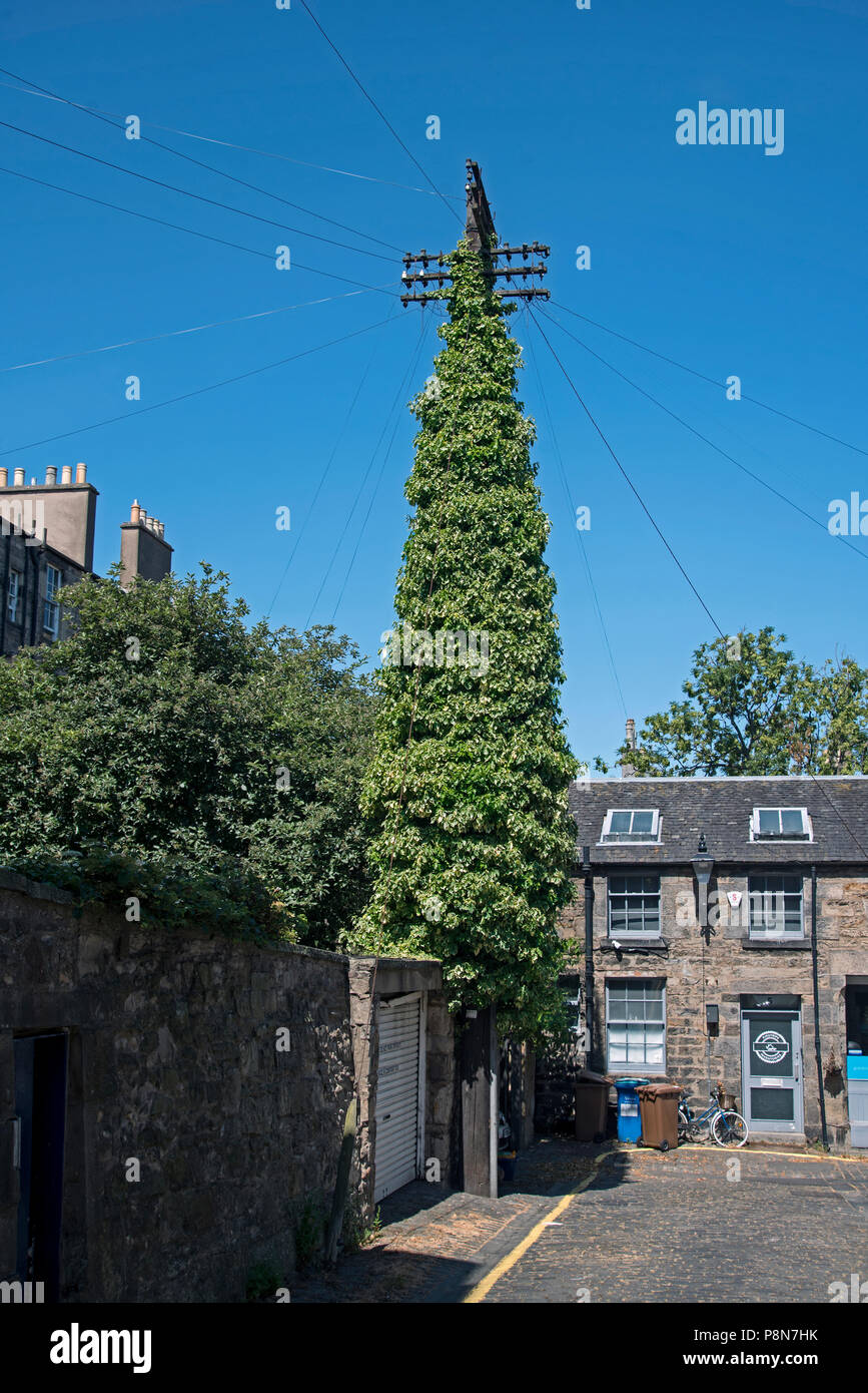 Ivy grandit sur un poteau téléphonique dans la nouvelle ville d'Édimbourg. Banque D'Images