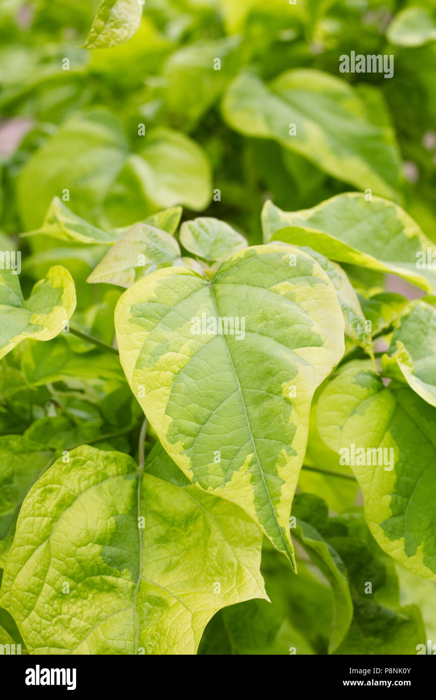 Paulowonia tomentosa 'Coreana' feuilles en été. Banque D'Images