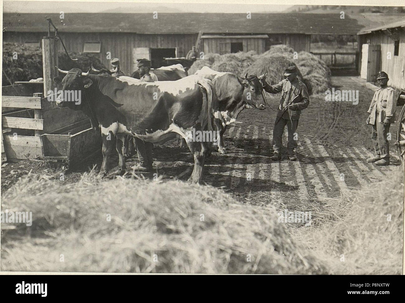 . 354 K.u.k. Schlachtviehdepot Spnr.7 à Feldkirchen. 1. Viehplatz LABOISENPLATZ, sogenannter. Aufgen.am 20.VII.1916. BildID (15477541) Banque D'Images