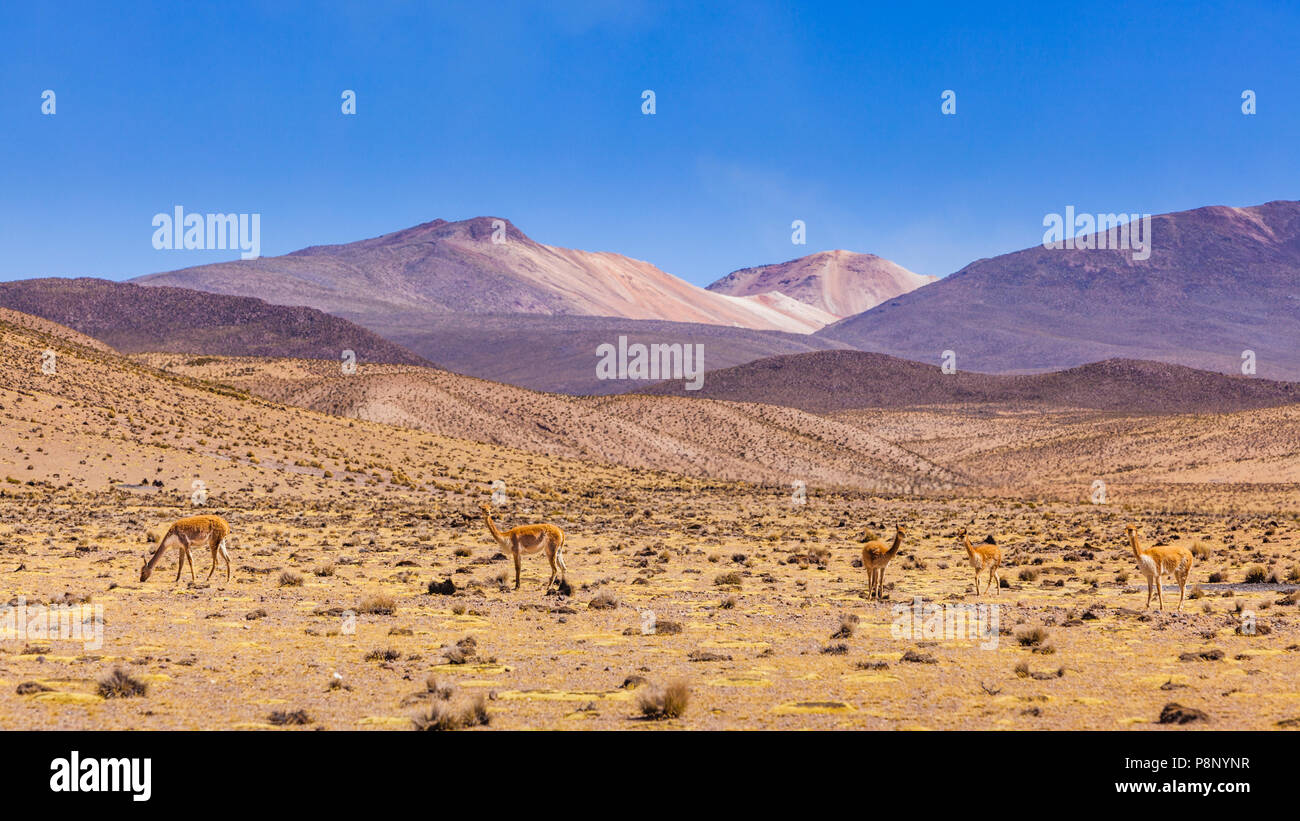 Paysage sur l'Altiplano avec la vigogne Banque D'Images