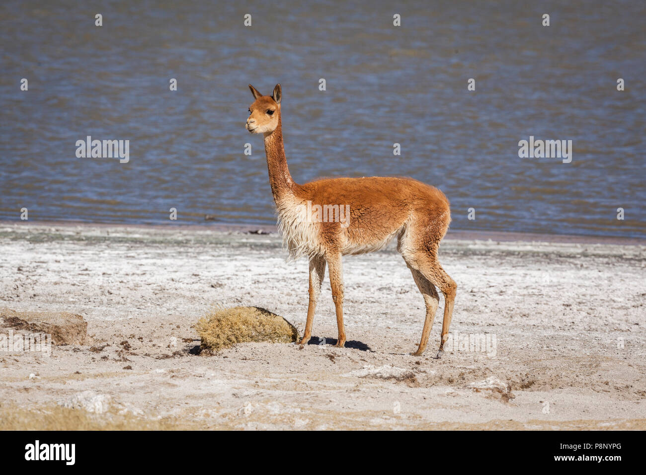 La vigogne (Vicugna vicugna) sur la rive du lac salé Salar de Surire dans les Andes Banque D'Images