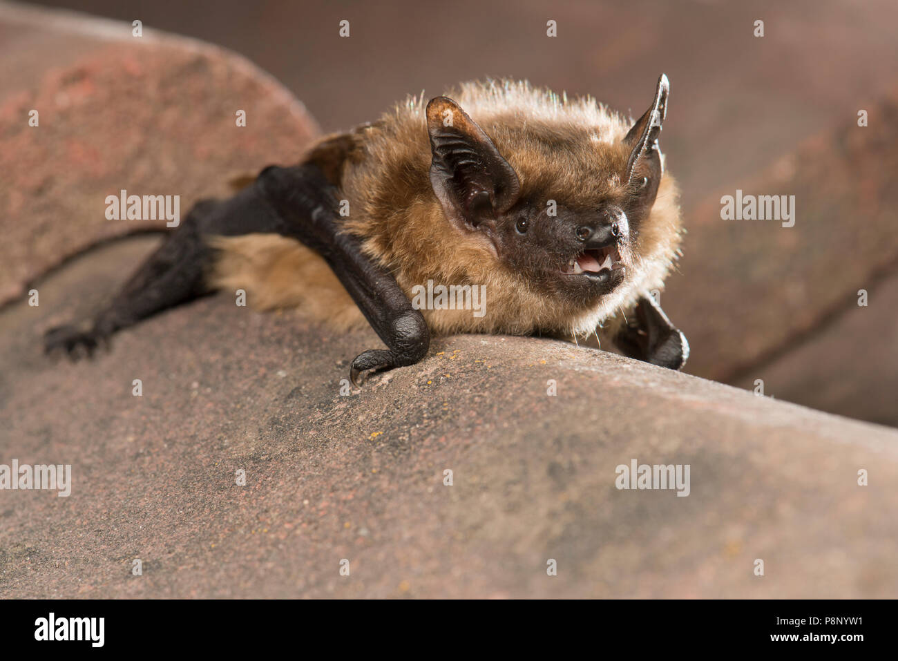 Serotine bat assis sur les tuiles de couverture Banque D'Images