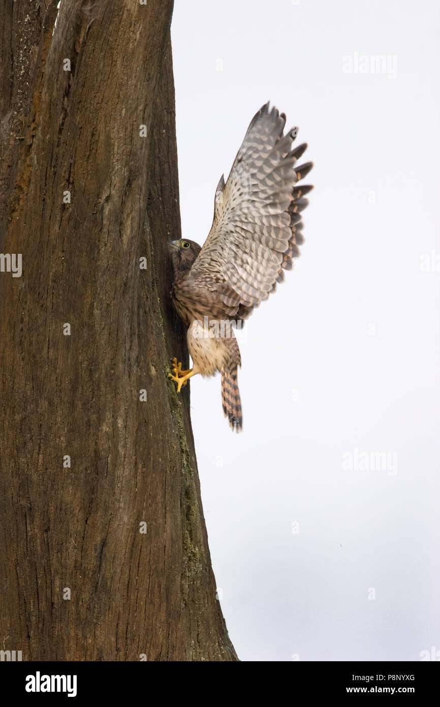 Bird Fossil Banque D Image Et Photos Page 9 Alamy