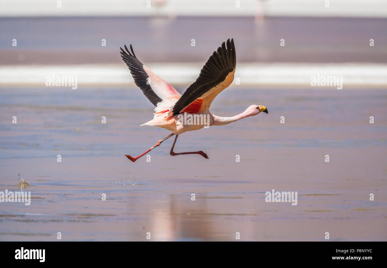 James's Flamingo (Phoenicoparrus jamesi) taking off Banque D'Images