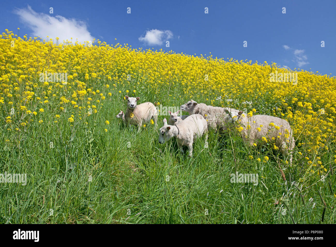 Les brebis avec agneau sur digue de fleurs jaunes Banque D'Images