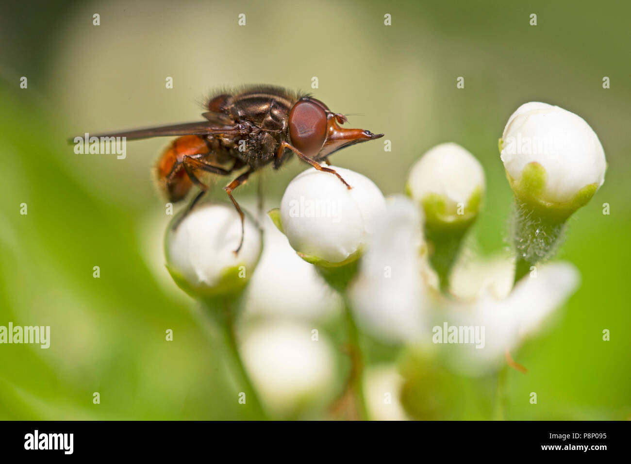 Museau-commune hoverfly sur fleurs blanches Banque D'Images