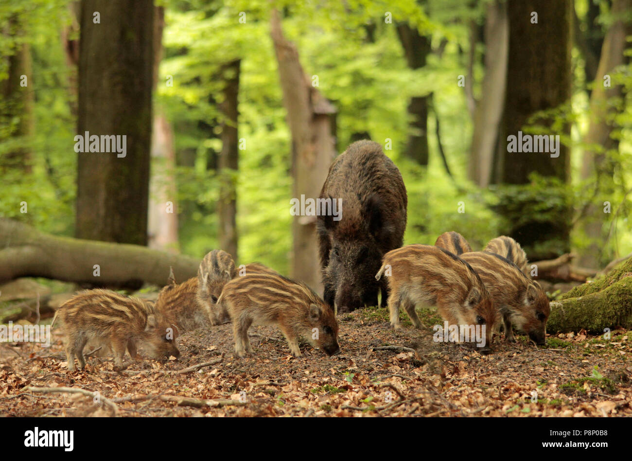 Groupe de jeunes Sangliers et leur mère dans une forêt de hêtres au printemps. Banque D'Images