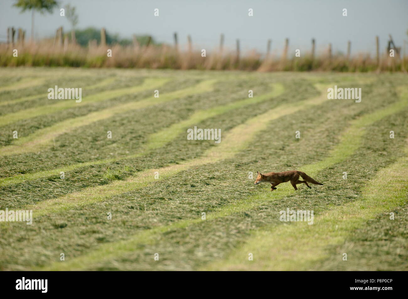 La chasse au renard rouge campagnols dans une prairie fraîchement coupé Banque D'Images