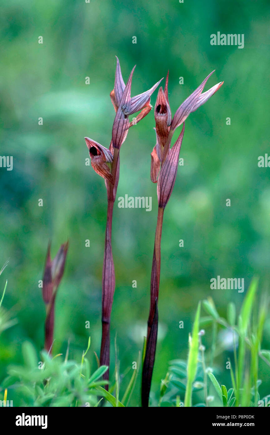 Serapias à petites fleurs sur la pente à l'ombre Banque D'Images