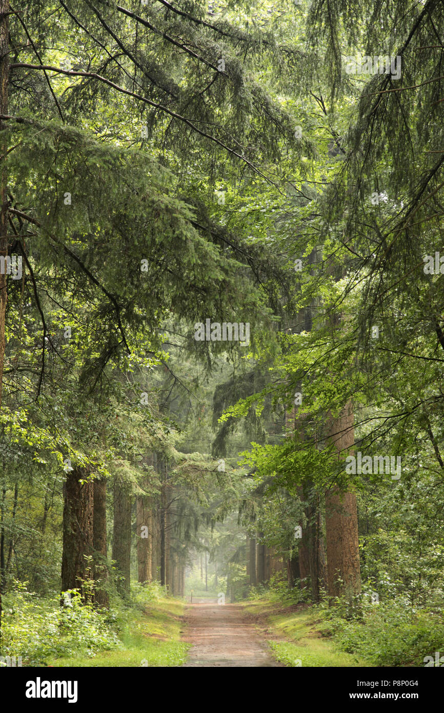 Immobilier à Zwaluwenburg parklane caractéristique avec le sapin de Douglas. Banque D'Images