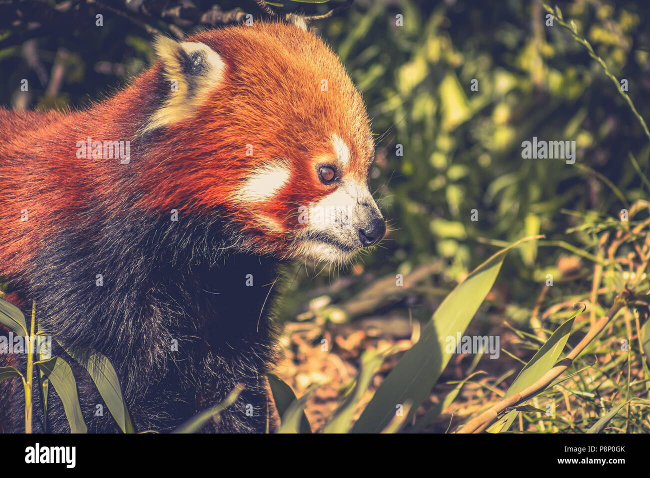 Close up image d'un panda rouge (Ailurus fulgens) with copy space Banque D'Images