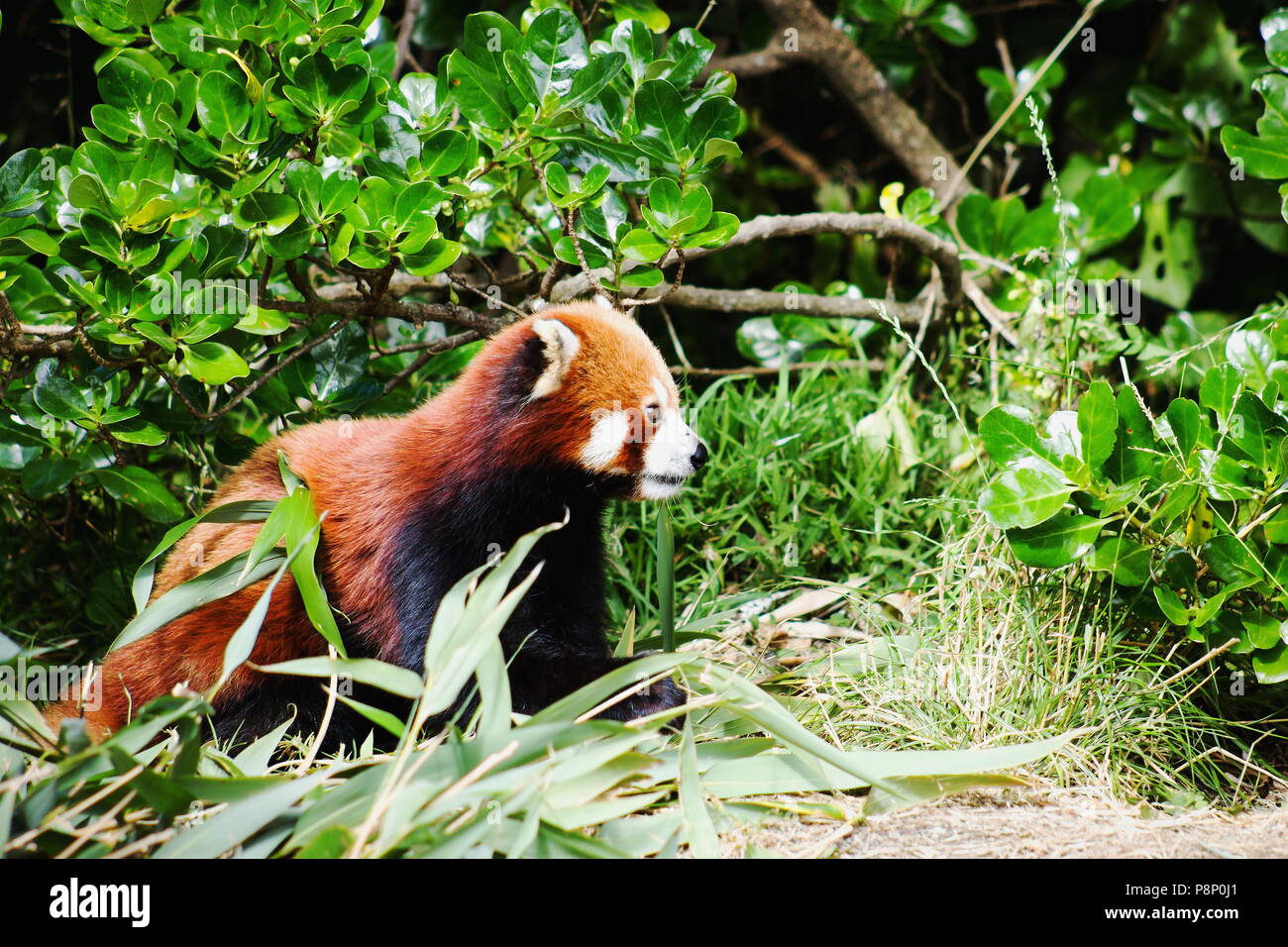 Close up image d'un panda rouge (Ailurus fulgens) with copy space Banque D'Images