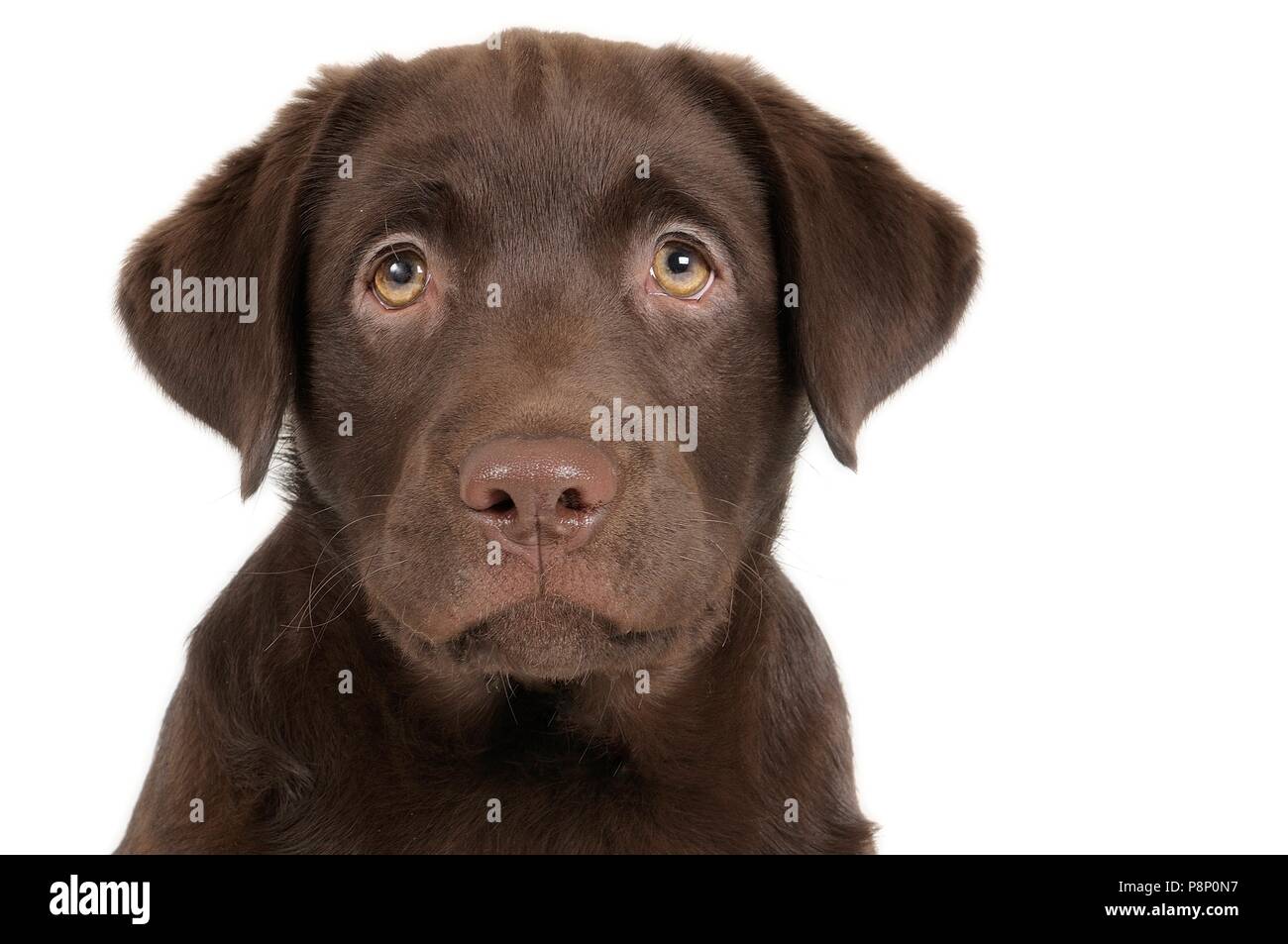 Chiot Labrador. Banque D'Images