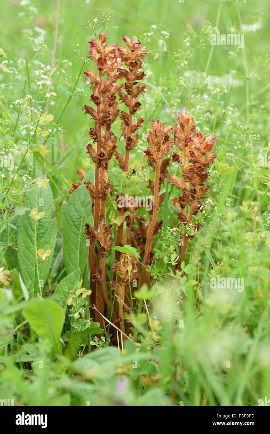 La floraison sur l'Orobanche grêle pré alpin. Cette espèce est reconnaissable par son rouge à l'intérieur des fleurs Banque D'Images