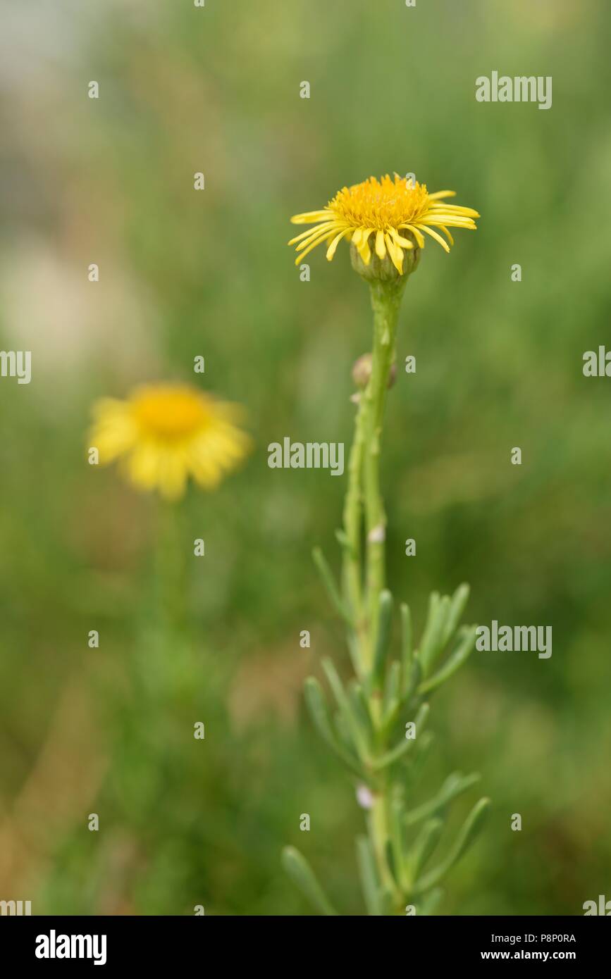 La floraison Golden-samphire Banque D'Images