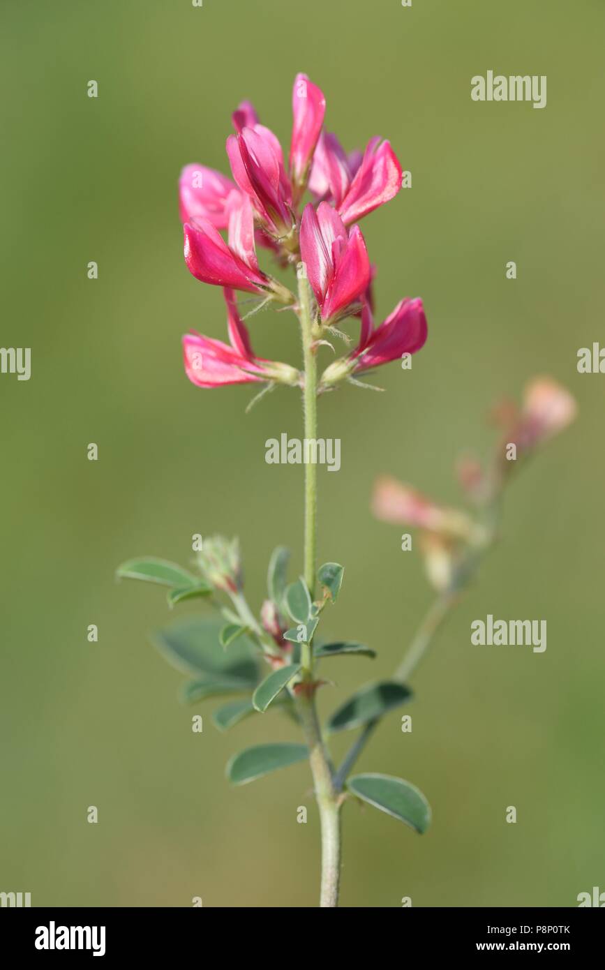 La floraison du sainfoin italien avec ses jolies fleurs rose foncé Banque D'Images