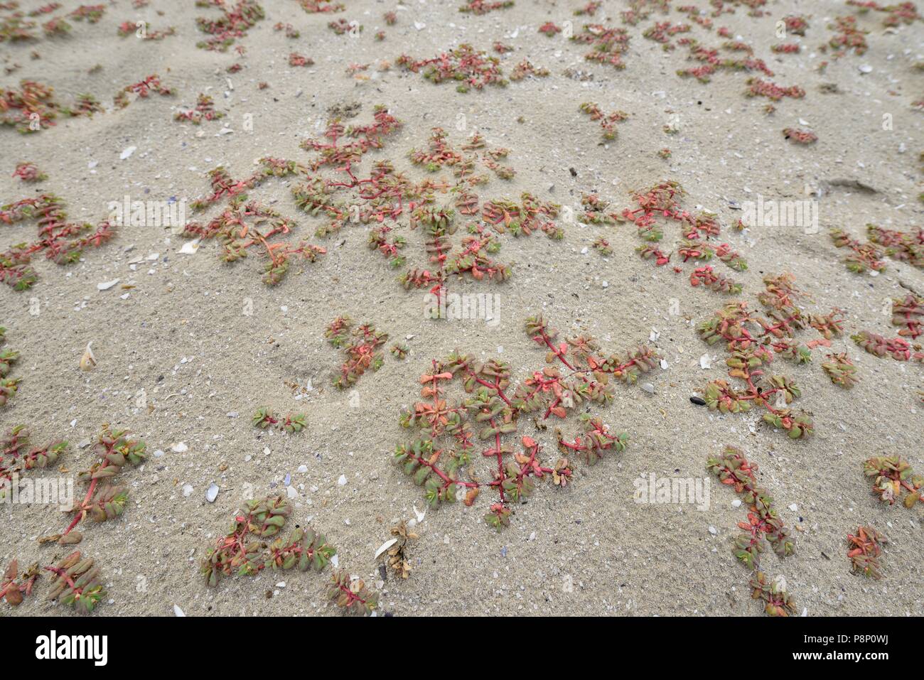 L'euphorbe pourpre, une plante de la plages du sud de l'Europe Banque D'Images