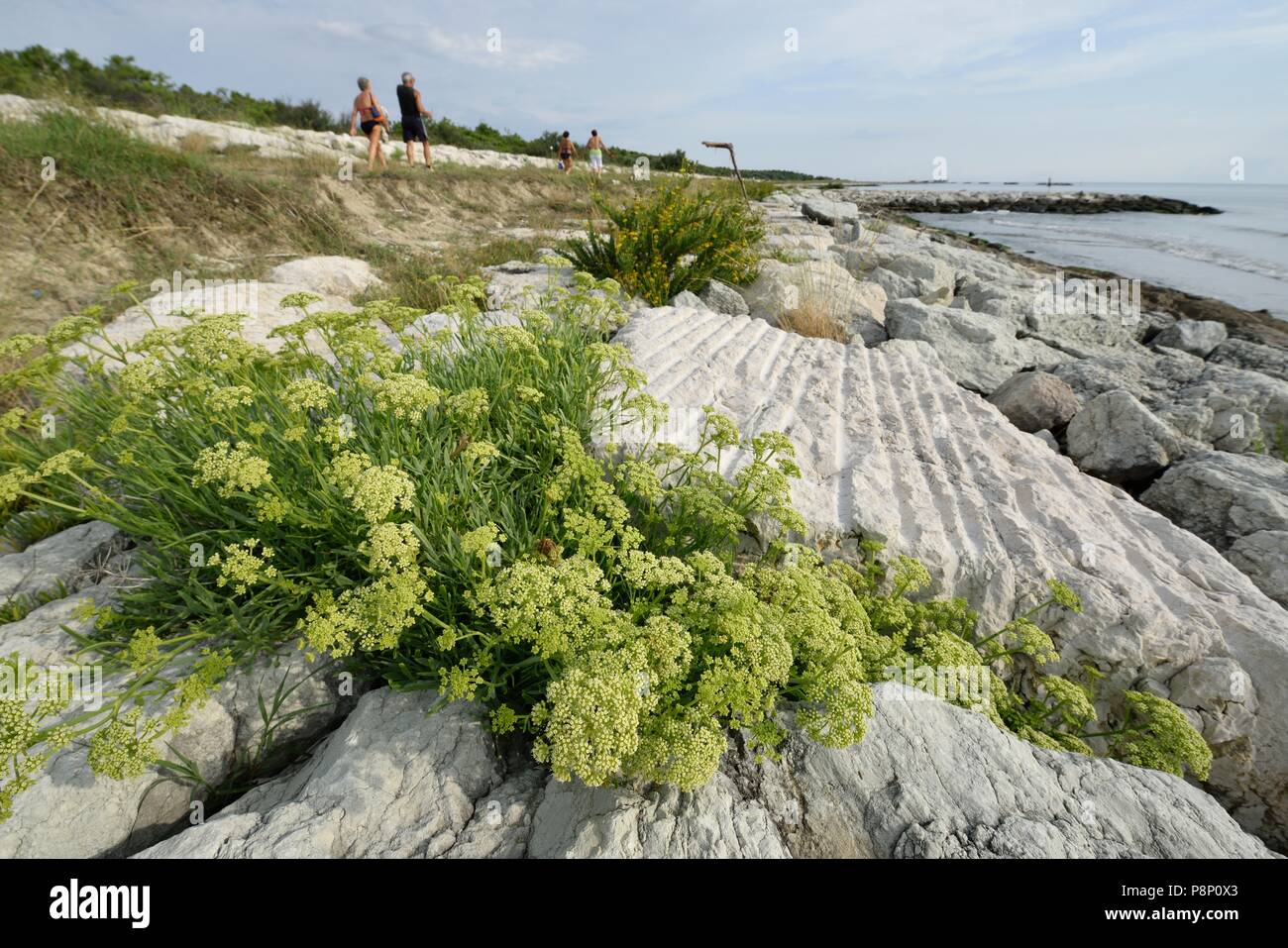 La floraison Rock Samphire sur digue Banque D'Images