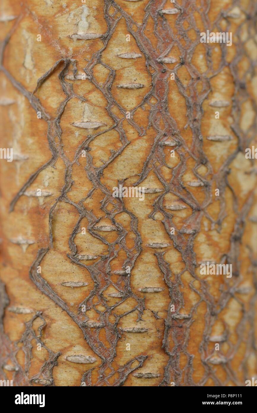 Détail de la Silver Birch Banque D'Images