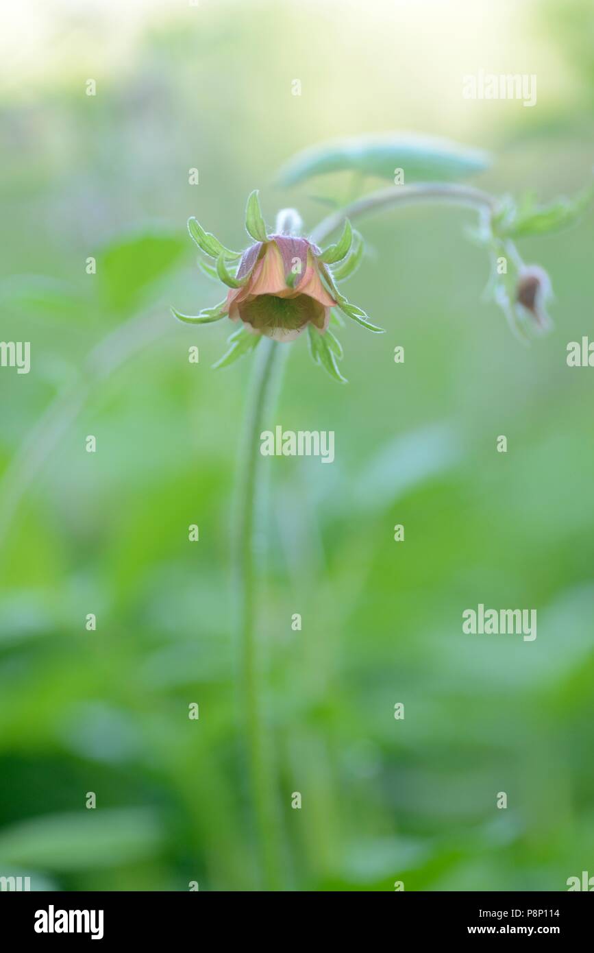 L'eau de source en floraison Benoîte forêt Banque D'Images