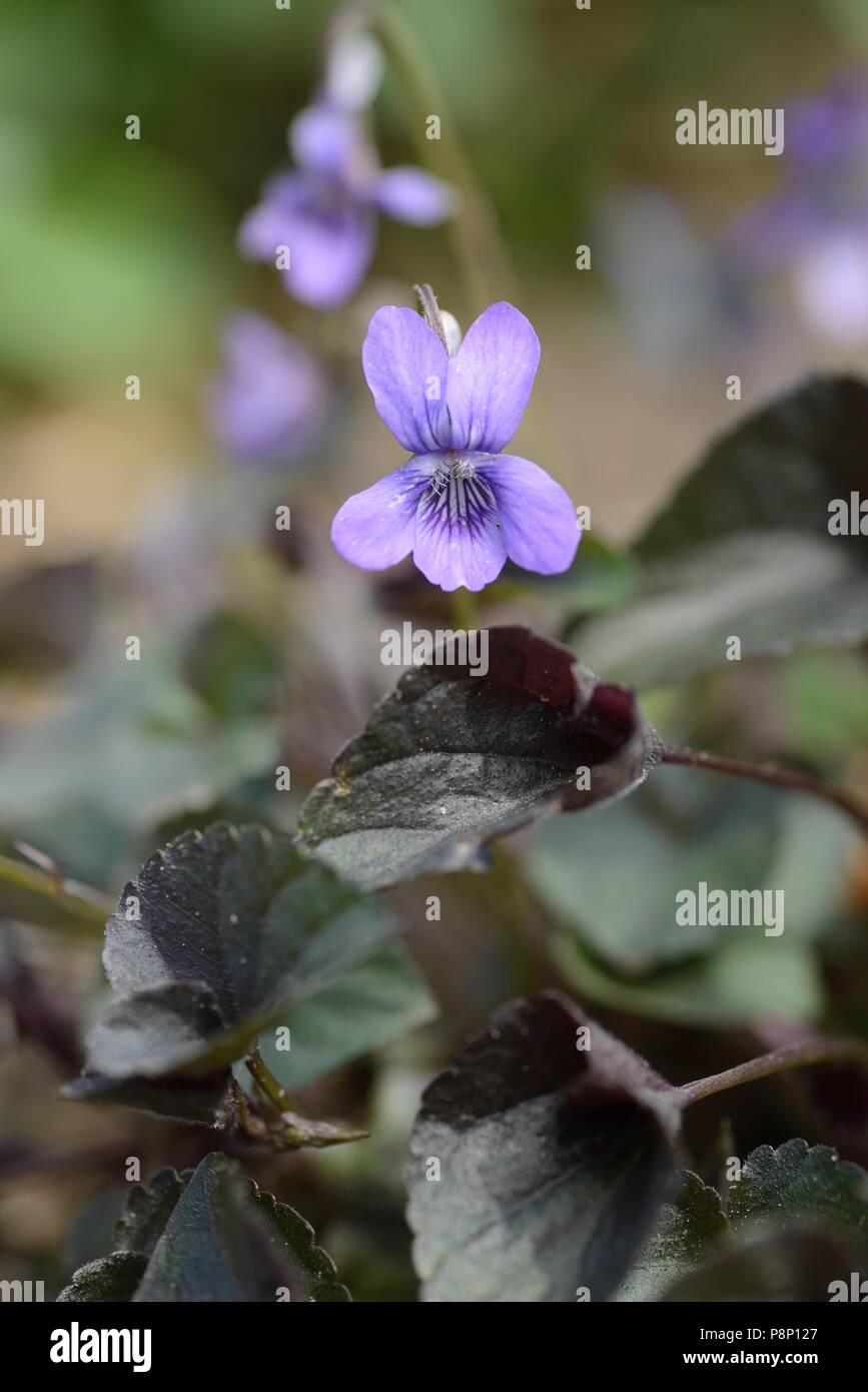 La floraison Viola riviniana 'Purpurea', un cultivar de la politique commune de chien Violet foncé avec des feuilles pourpres Banque D'Images