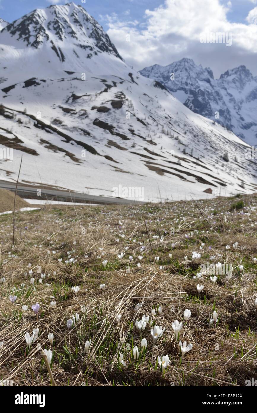 Printemps fleurs Crocus sur pré alpin juste après la neige a fondu Banque D'Images