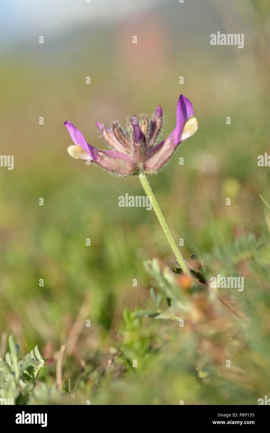 Flowerign Astragalus vesicarius Banque D'Images
