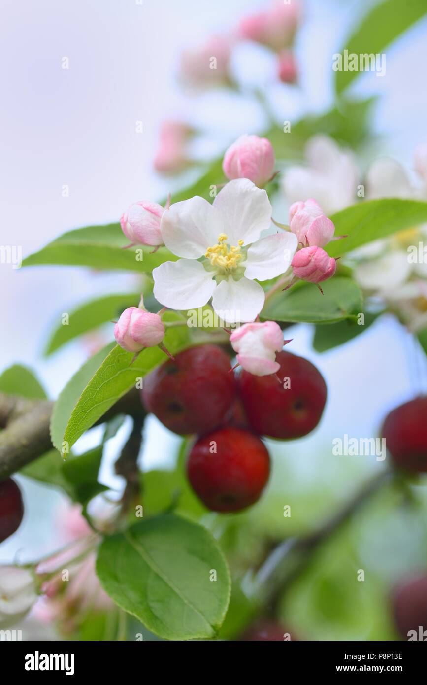 En raison de l'hiver au chaud les oiseaux n'ont eu aucun intérêt à se nourrir sur les pommettes et ils sont encore accroché dans l'arbre lorsque les fleurs s'ouvrent Banque D'Images
