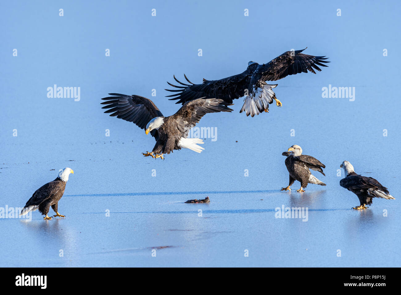 Le pygargue à tête blanche (Haliaeetus leucocephalus) luttant pour le saumon dans le marécage Nicomen, Fraser Valley, Canada Banque D'Images