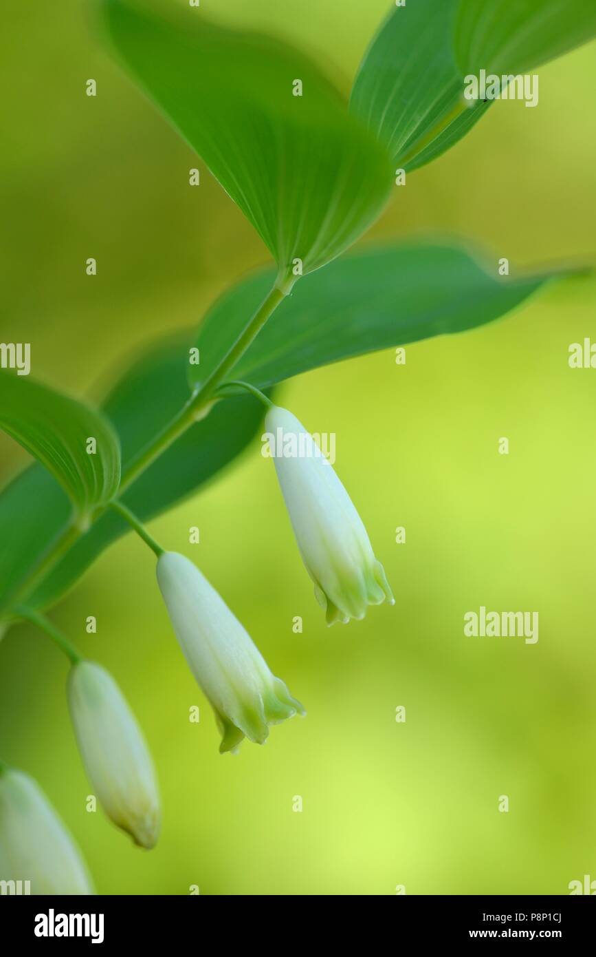 Close-up of les fleurs du moment angulaire du sceau de Salomon Banque D'Images