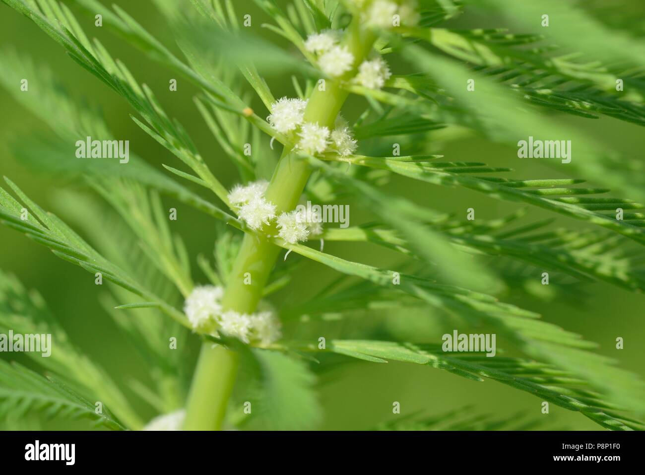 En plumes de perroquet est une des plantes aquatiques exotiques envahissantes Banque D'Images