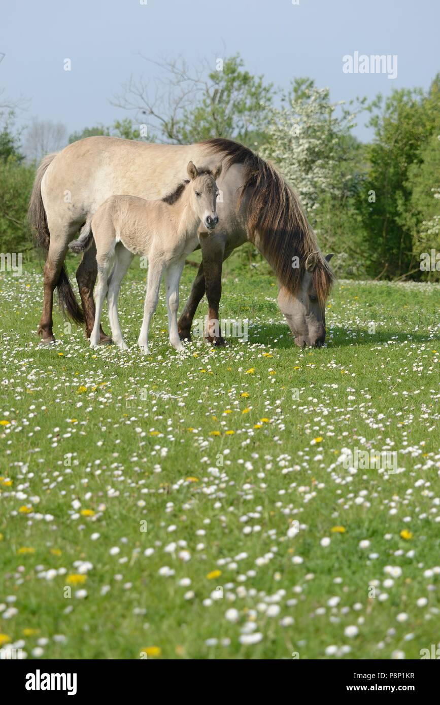 La mère et l'enfant de nourrir les chevaux primitifs polonais entre fleurs de printemps Banque D'Images