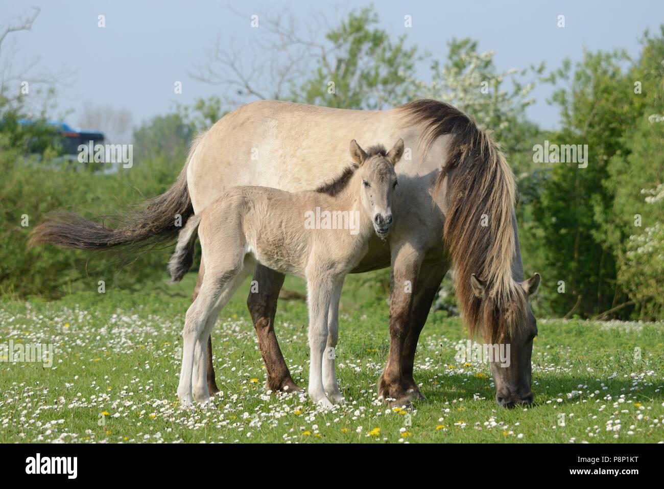 La mère et l'enfant de nourrir les chevaux primitifs polonais entre fleurs de printemps Banque D'Images