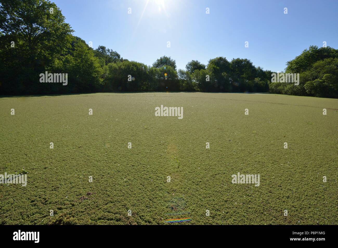 La végétation de masse de fougère d'eau dans le canal Banque D'Images