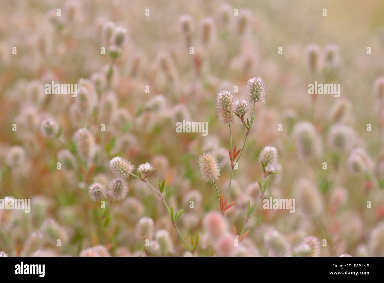 La floraison du trèfle pied de Lièvre Banque D'Images