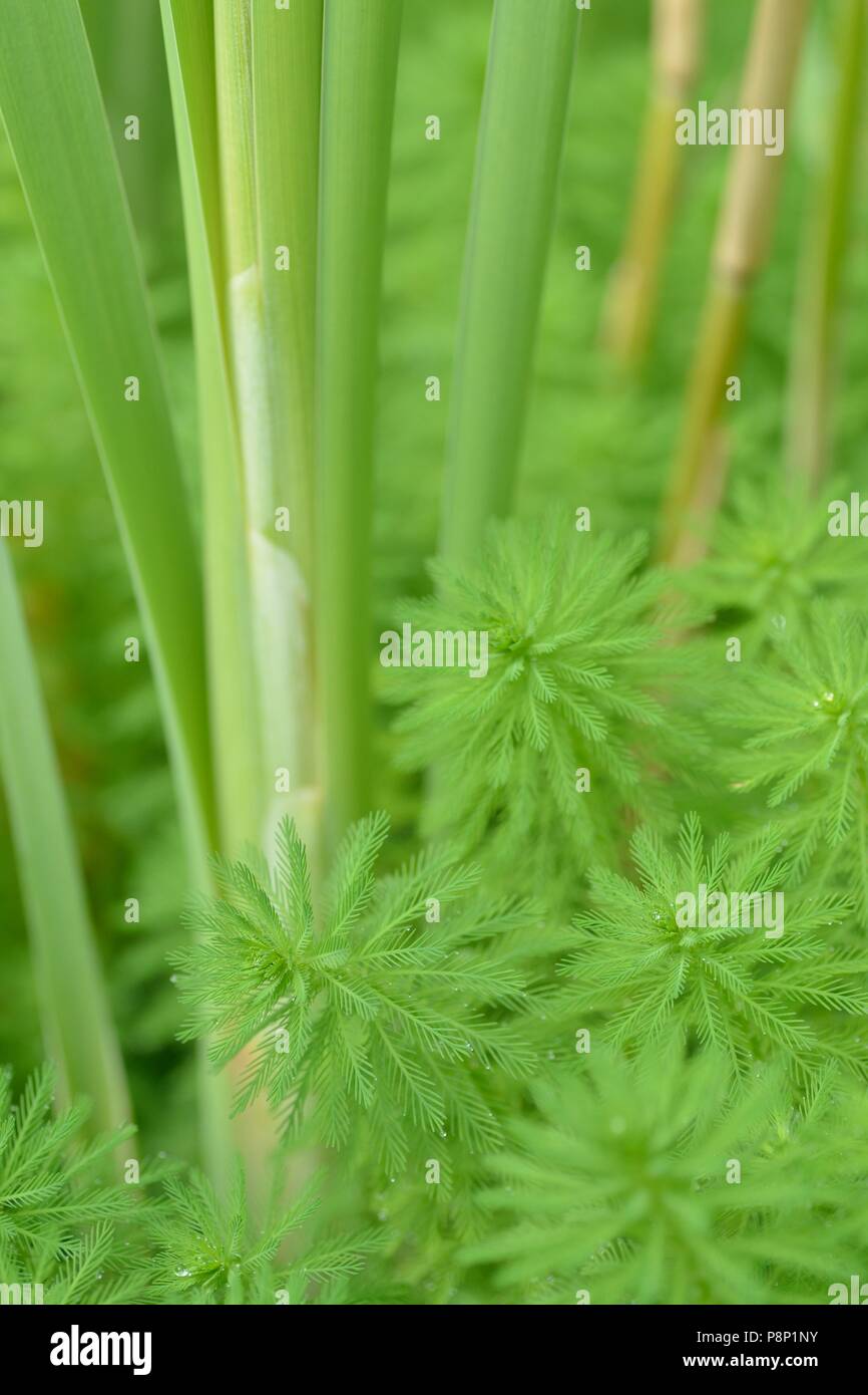En plumes de perroquet est une des plantes aquatiques exotiques envahissantes Banque D'Images