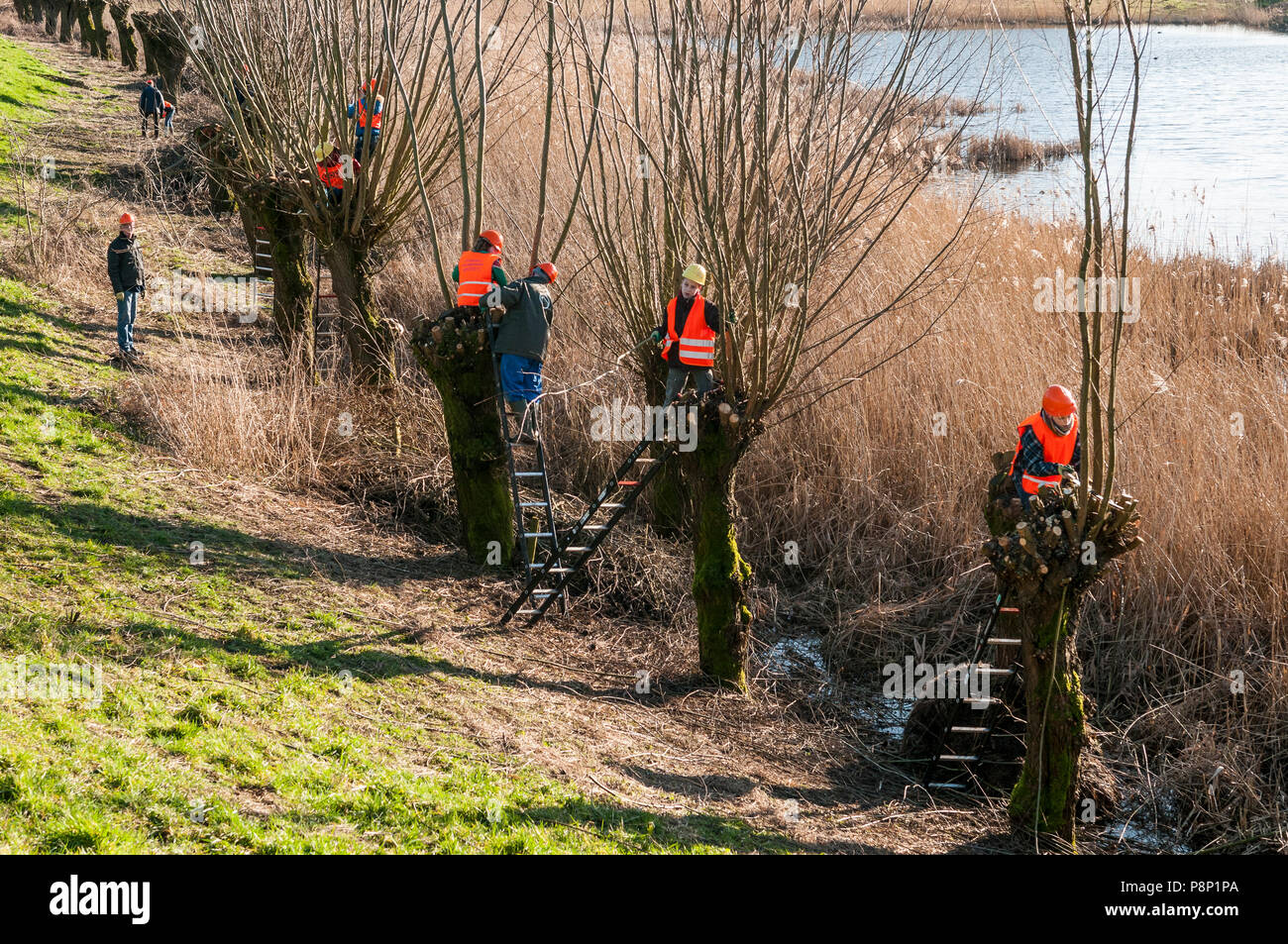 Les enfants aident avec l'émondage des saules. Banque D'Images