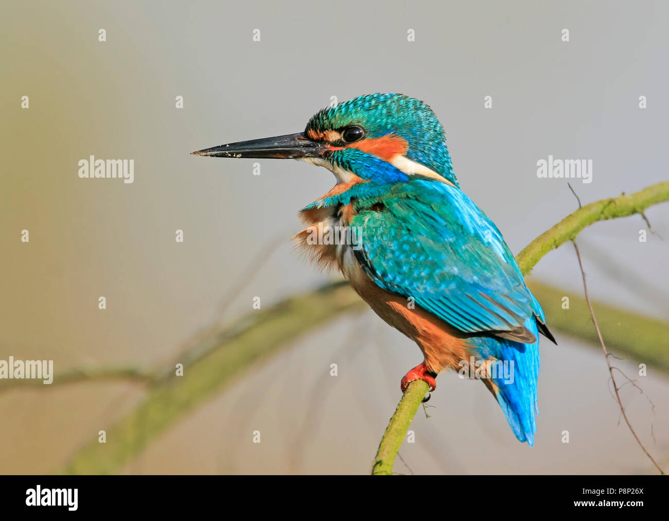 Kingfisher mâle Banque D'Images