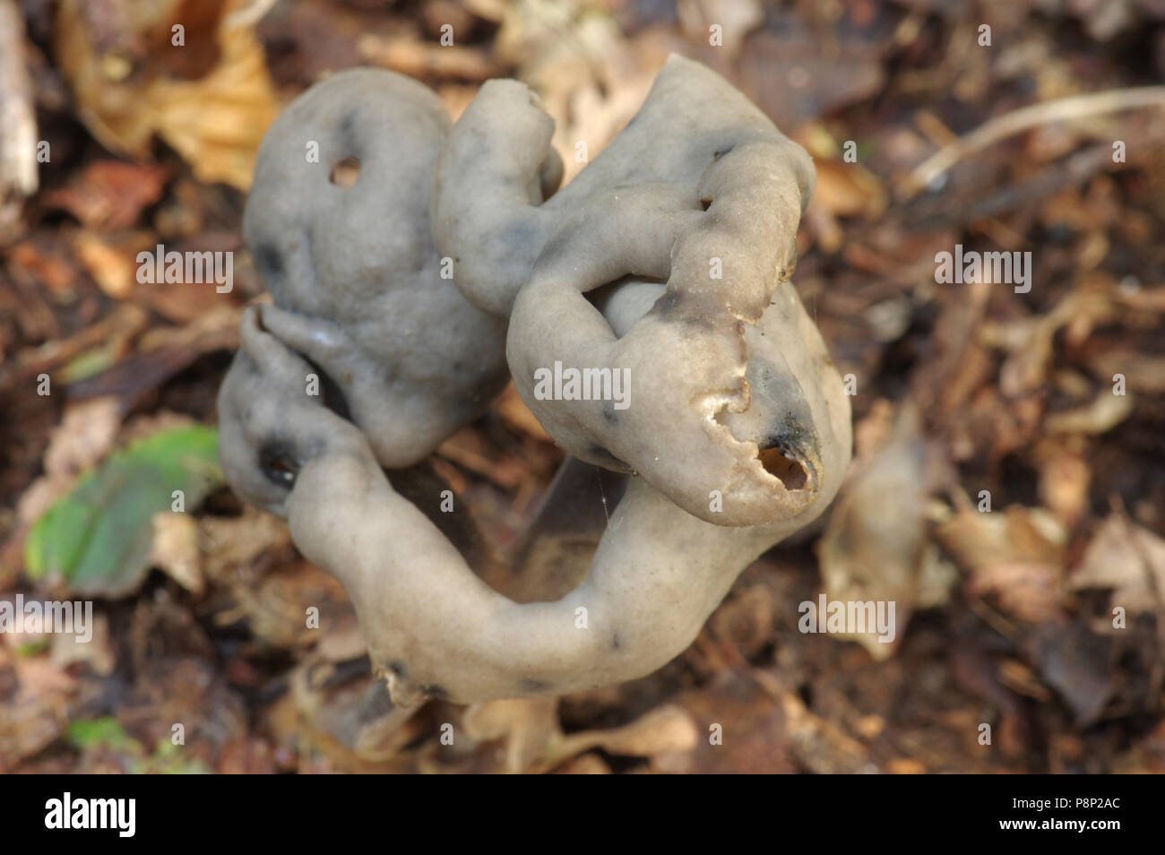 Gris ardoise ; Helvella lacunosa selle Banque D'Images