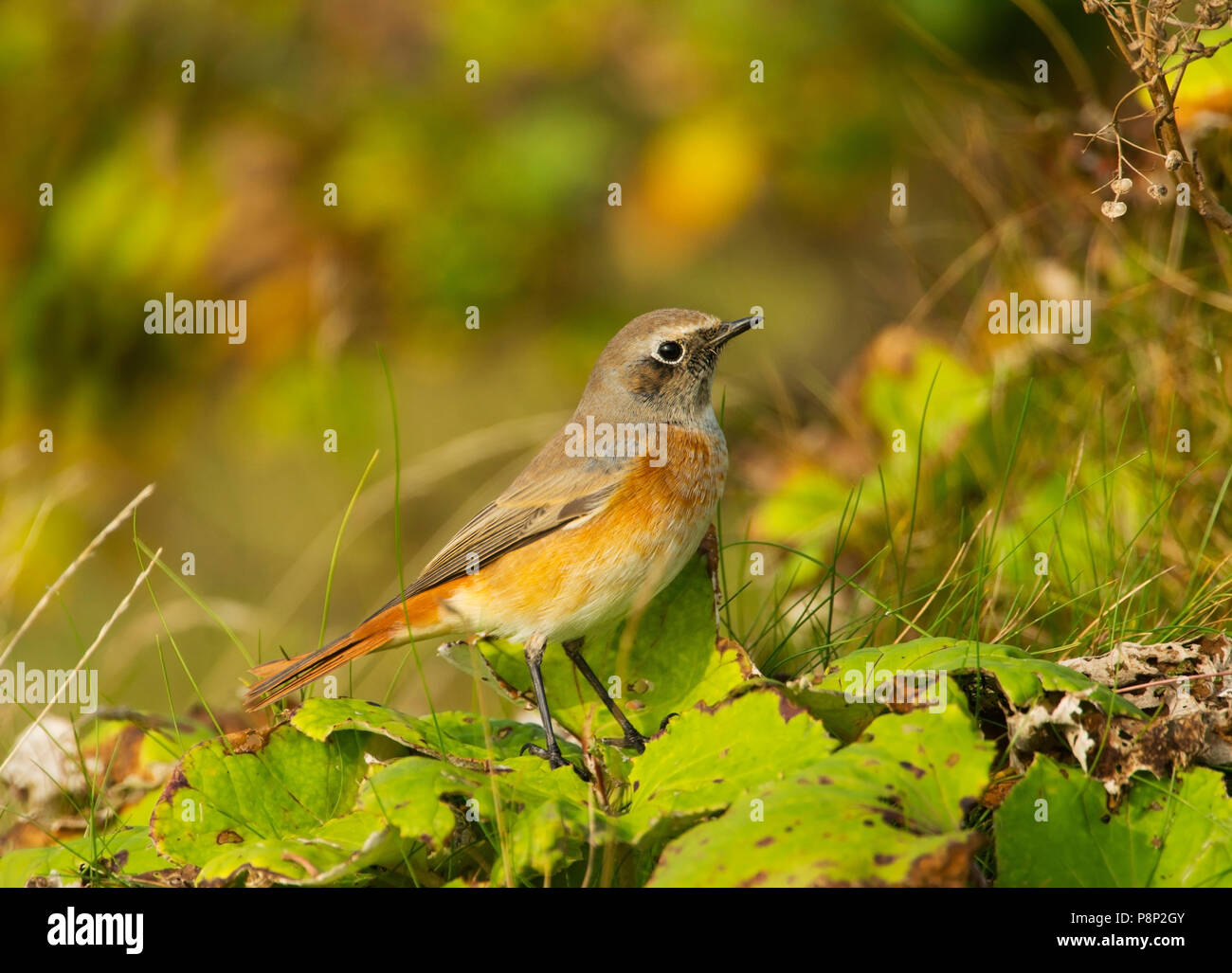 Paruline flamboyante commun pendant la migration d'automne Banque D'Images