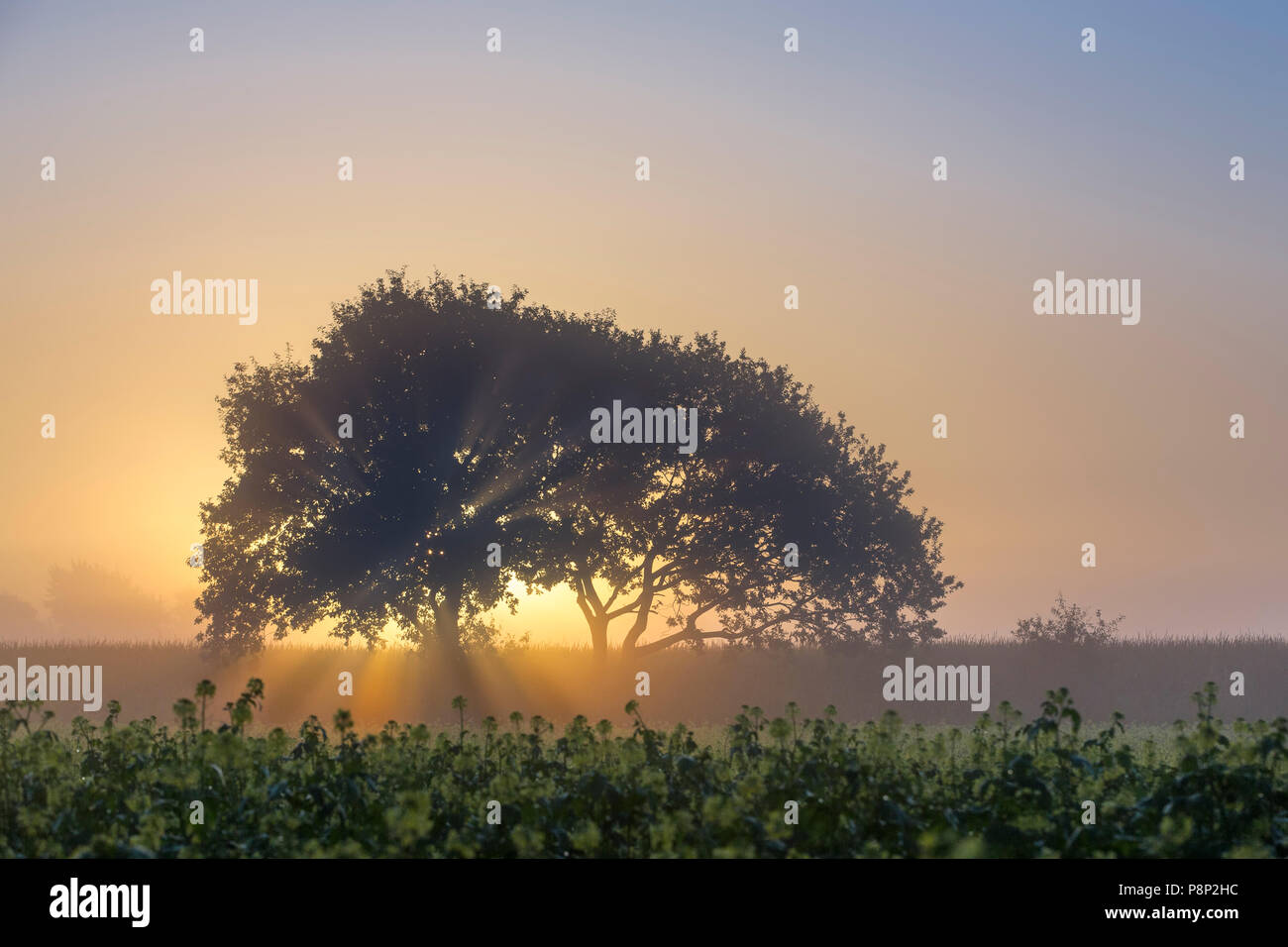 Lever du soleil vu à travers un arbre Banque D'Images