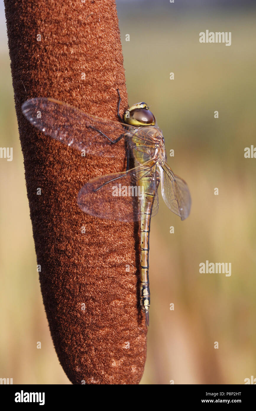 Close-up of side view of female Vagrant Empereur Banque D'Images